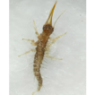 Redescription of 1st instar larva of ...