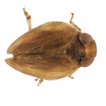 First record of the family Issidae (Hemiptera, ...