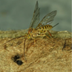 A survey of parasitoid species within ...